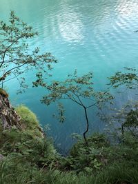 High angle view of trees by lake