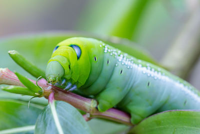 Close-up of insect on leaf