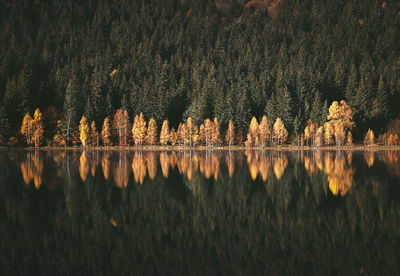 Reflection of trees in lake