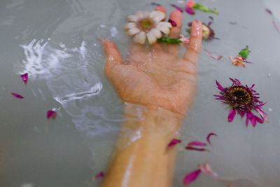 High angle view of flowering plant in water