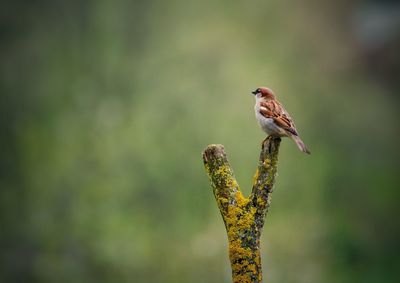 Close-up of bird perching outdoors