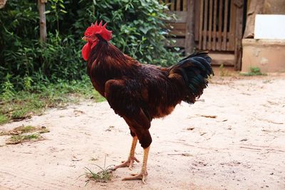 Close-up of rooster on land