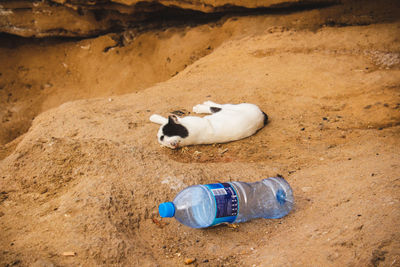 High angle view of animal lying on sand