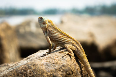 Close-up of lizard on rock