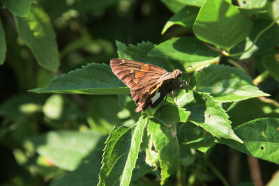 Close-up of butterfly perching on plant