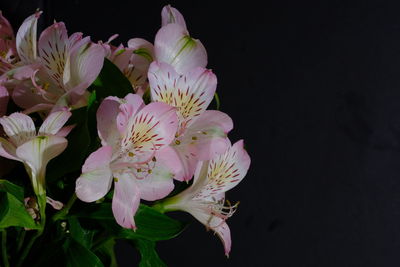 Close-up of fresh white flower against black background