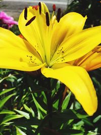 Close-up of yellow flower