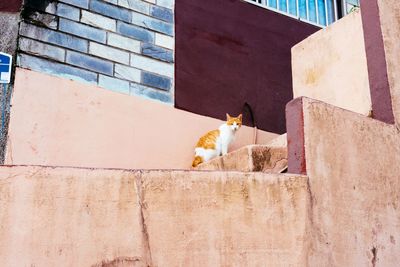 Cat on brick wall