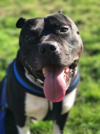 Close-up portrait of black dog