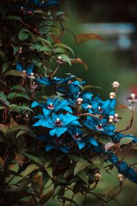 Close-up of plants