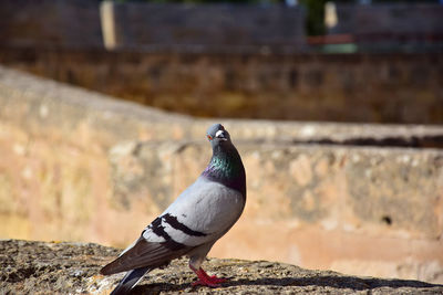 Close-up of pigeon perching on wall