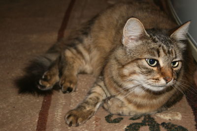 High angle view of tabby kitten
