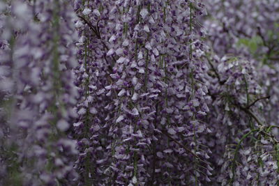 Close-up of purple flowers on tree