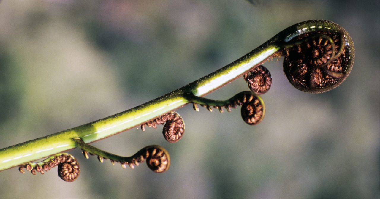 Rolled-up leaves