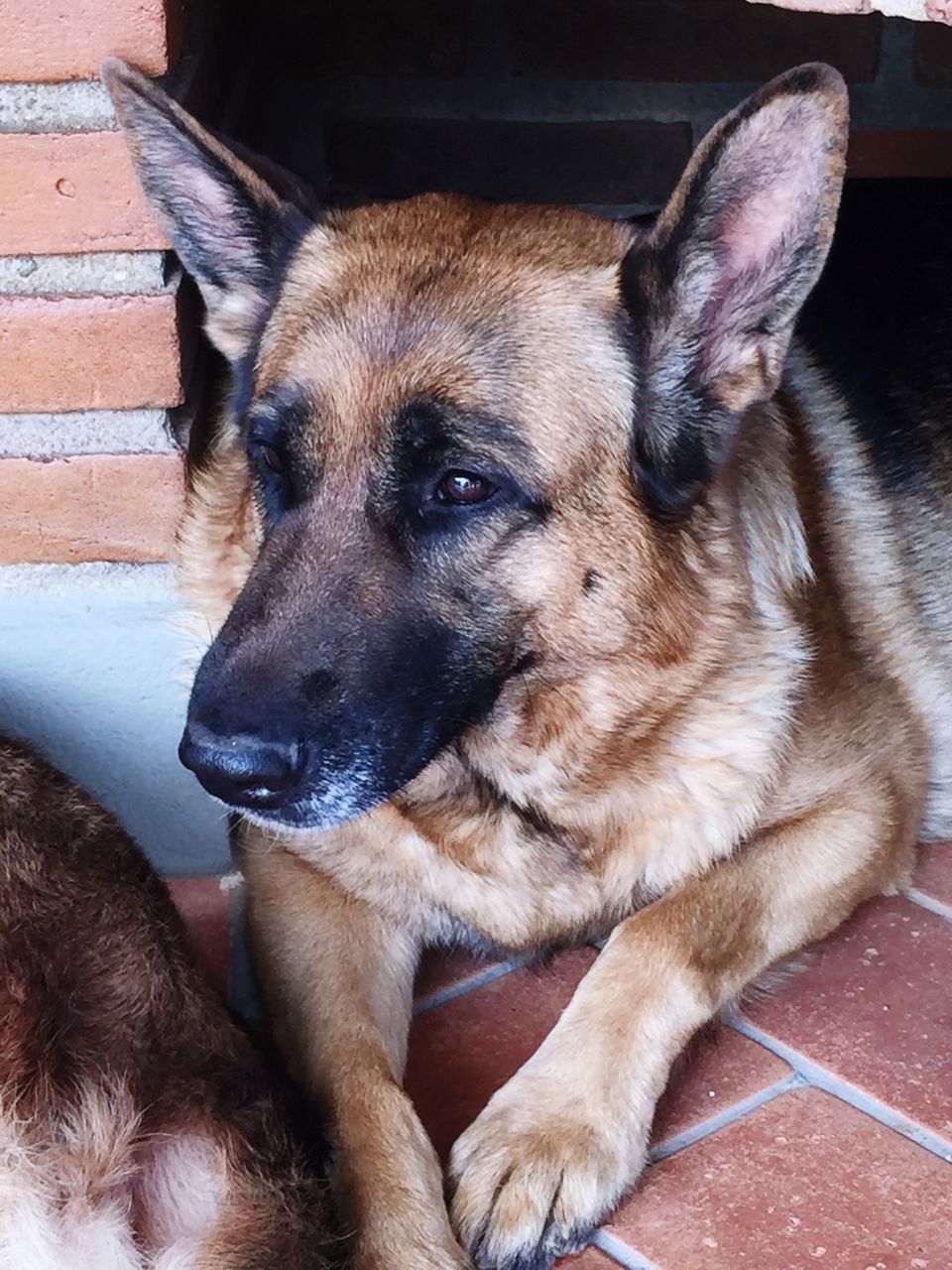 CLOSE-UP PORTRAIT OF DOG SITTING ON FLOOR