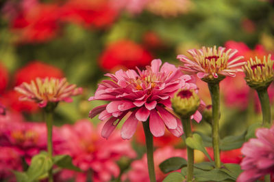 Close-up of pink flowering plants