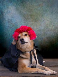 Dog dressed up with a cape and flowers on his head for the day of the dead