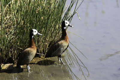 Ducks swimming in lake