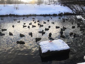 Ducks swimming in lake during winter