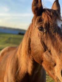 Quarter horse past golden hour 