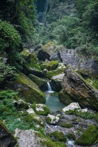 Stream flowing through rocks in forest
