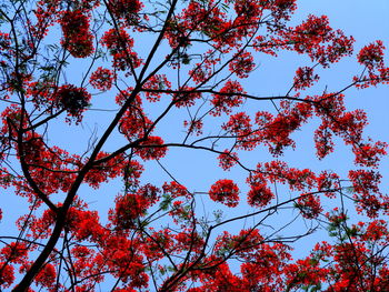 Low angle view of tree against sky