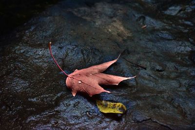 Close-up of maple leaf on wet autumn