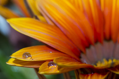 Close-up of yellow flower