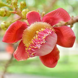 Close-up of red flowering plant