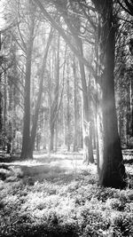 Trees in forest