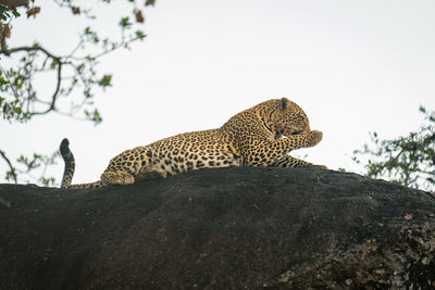 Female leopard