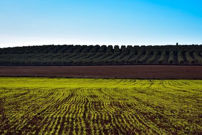 Scenic view of field against clear sky