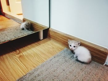 Portrait of kitten on floor at home