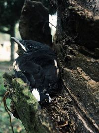 Close-up of black bird