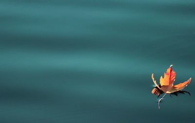 Autumn leaf floating on lake