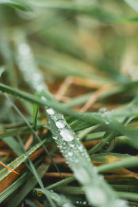 Close up of grass