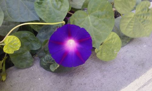 High angle view of purple flowering plant