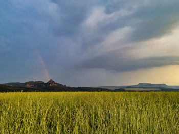 Scenic view of agricultural field against sky
