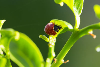 Ladybug on a lemon tree leaf