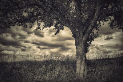 Trees on field against cloudy sky