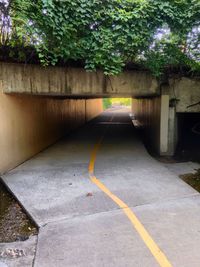 Walkway along trees