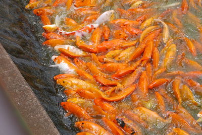 Close-up of orange