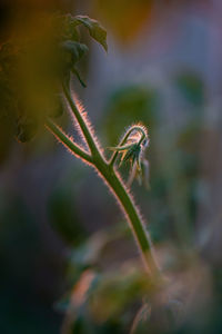 Close-up of insect on plant