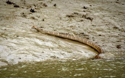 High angle view of crocodile on shore