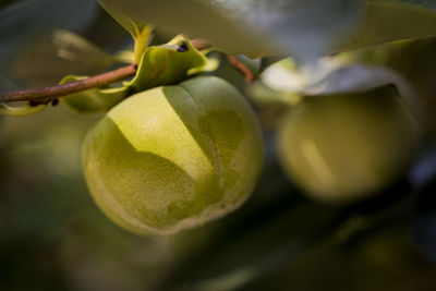Close-up of persimmon growing on twig