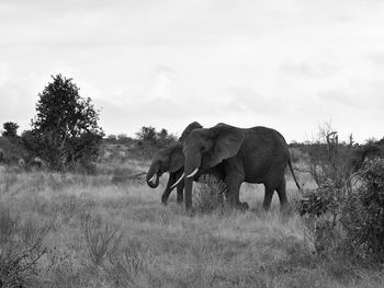 Side view of elephant on field against sky