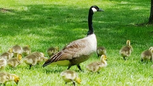 Ducks on grassy field