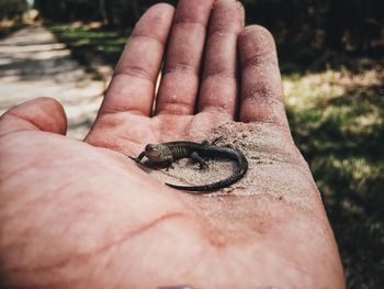 Close-up of insect on hand