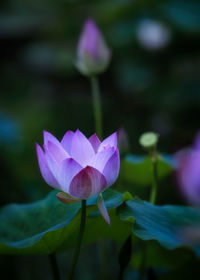 Close-up of purple water lily