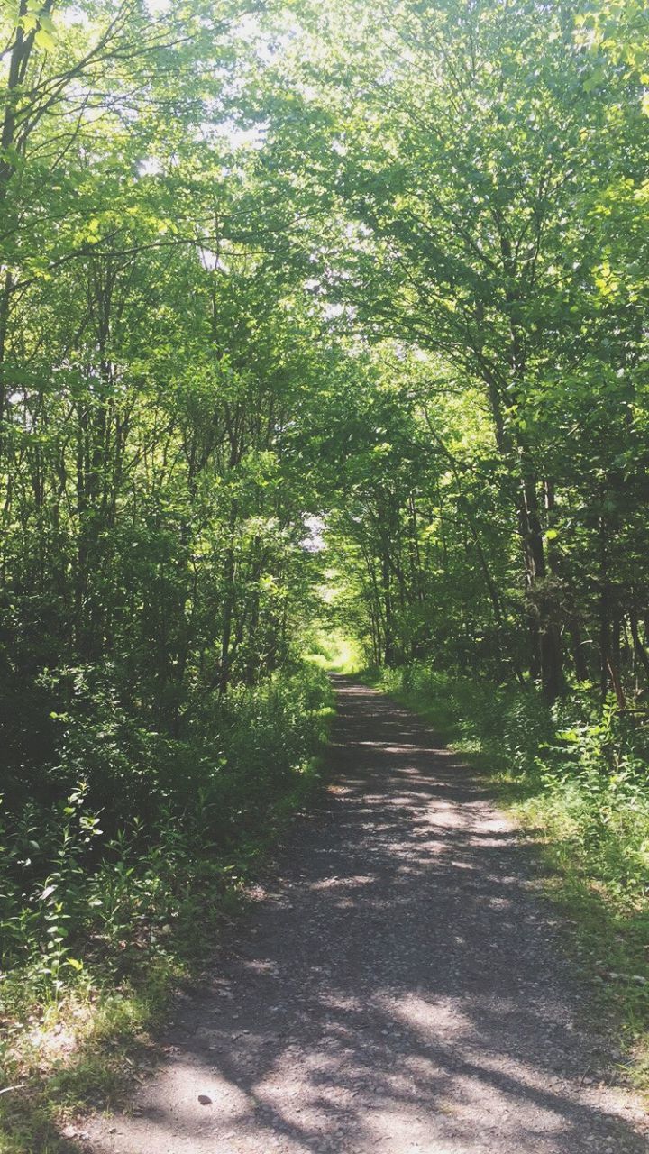 tree, nature, forest, the way forward, tranquility, growth, shadow, sunlight, day, beauty in nature, outdoors, scenics, no people